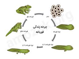 پاورپوینت پایه دوم دبستان چرخه زندگی یک قورباغه (ppt) 8 اسلاید